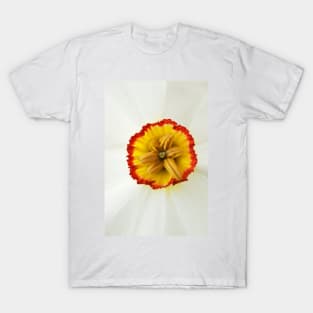 Narcissus  &#39;Actaea&#39;  AGM  Division 9 Poeticus  Daffodil T-Shirt